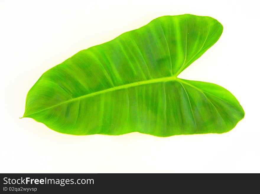 Leaf of a plant close up