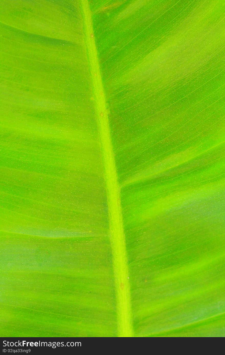 Leaf of a plant close up