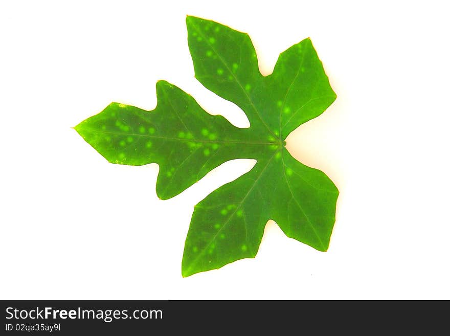 Leaf of a plant close up