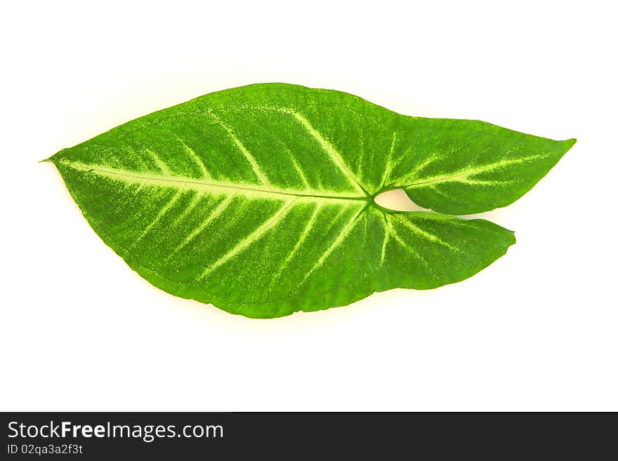 Leaf of a plant close up