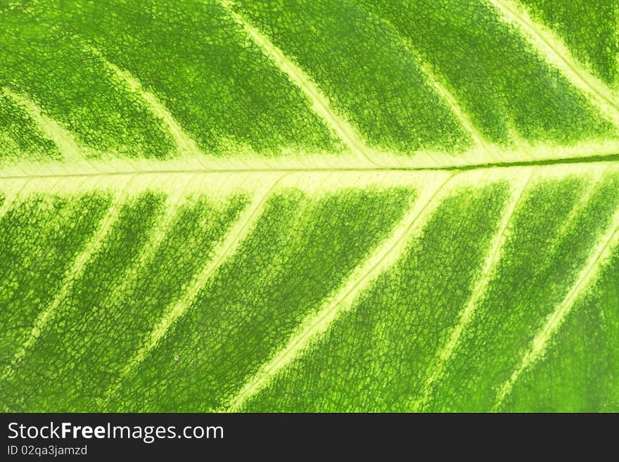 Leaf of a plant close up