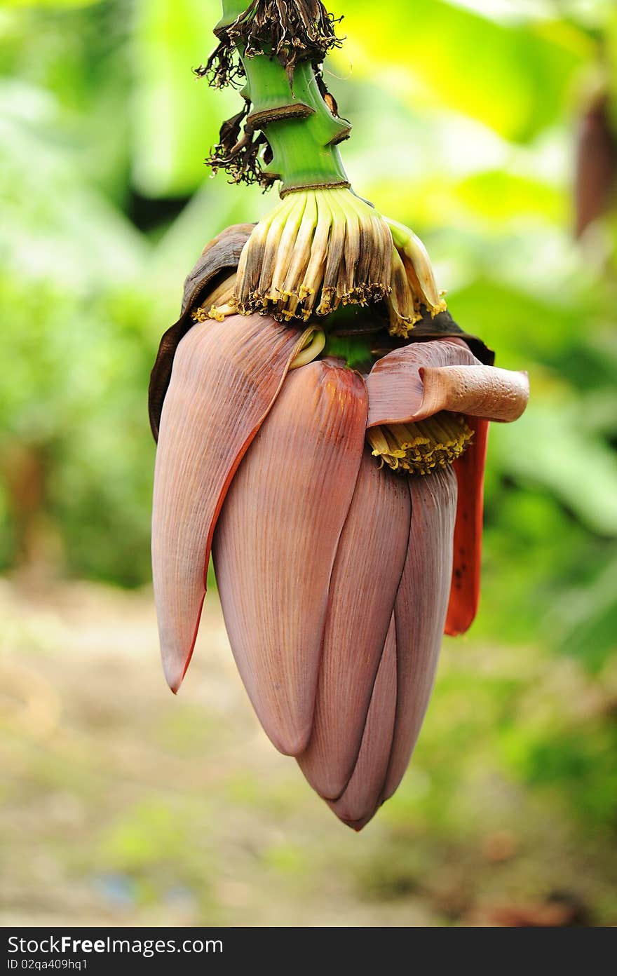 Bunch of fresh green bananas growing on banana farm tree