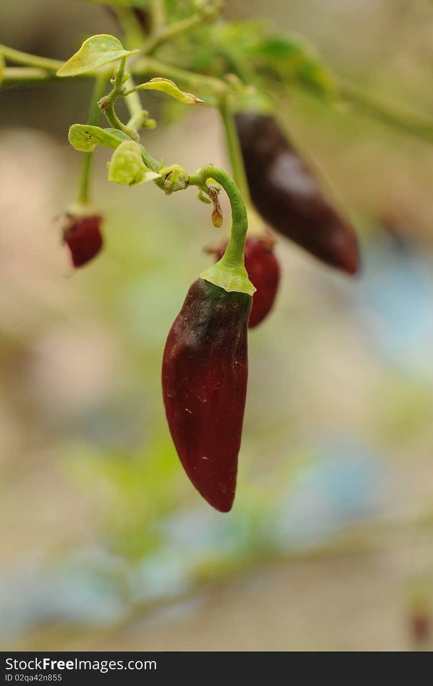 Red pepper growing in garden