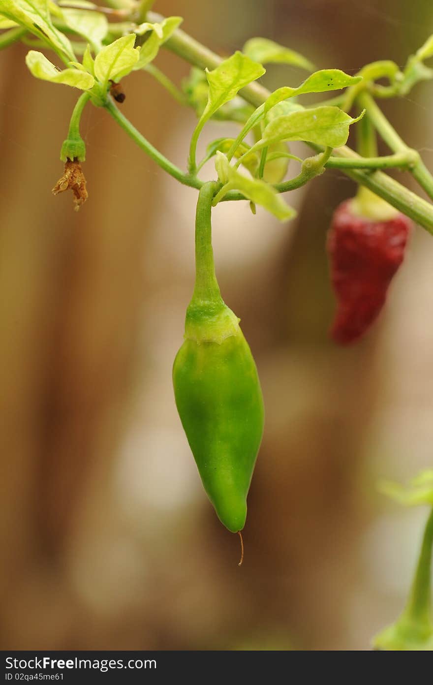 Green pepper growing in garden.