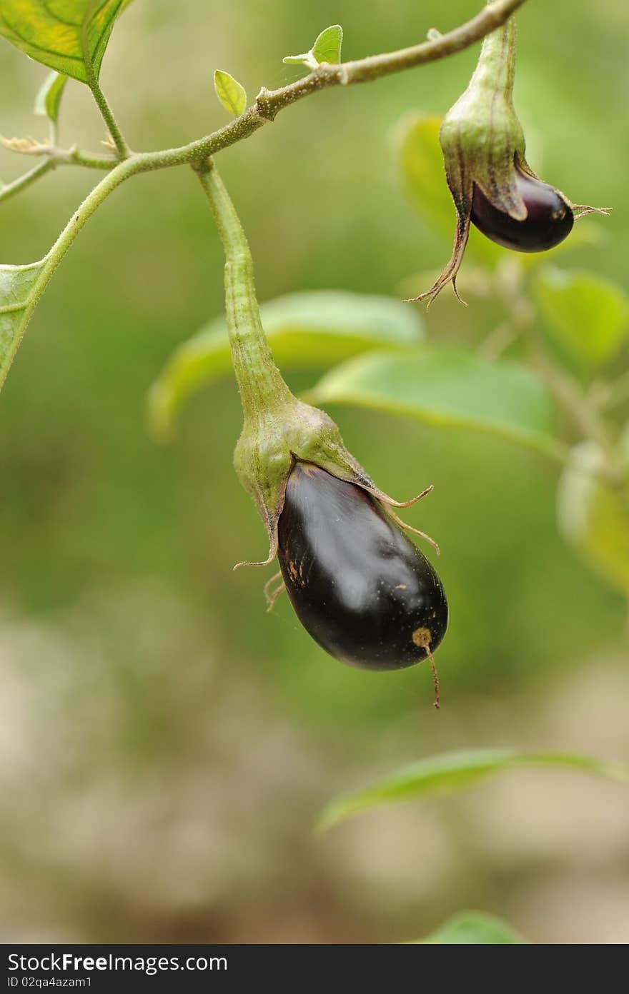 Fresh aubergine on vegetable garden