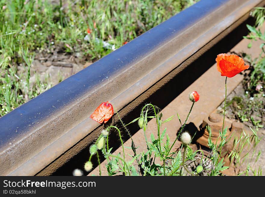 Wild red poppies near railway