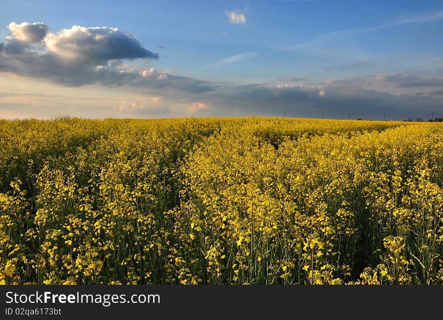 Landscape with golden canola field