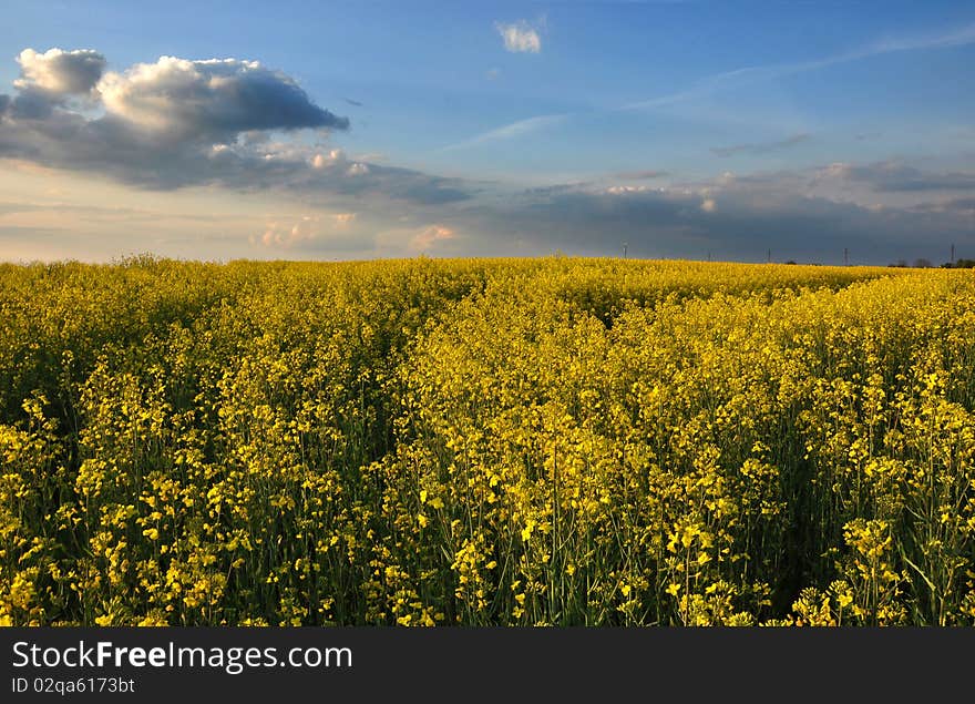 Canola field