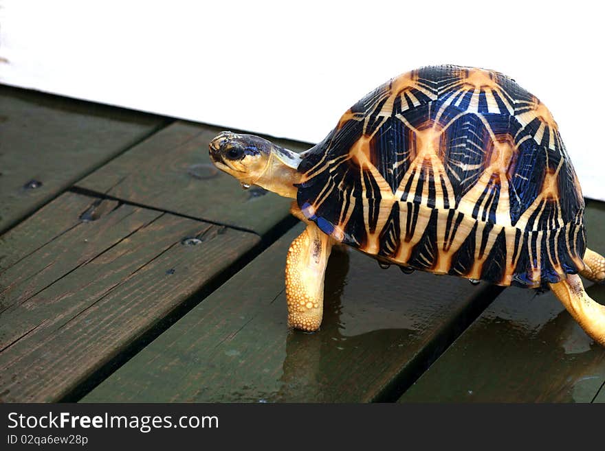 Radiation turtle