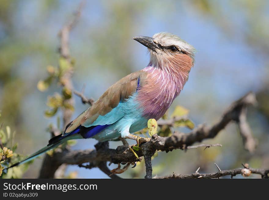 Lilabreasted Roller