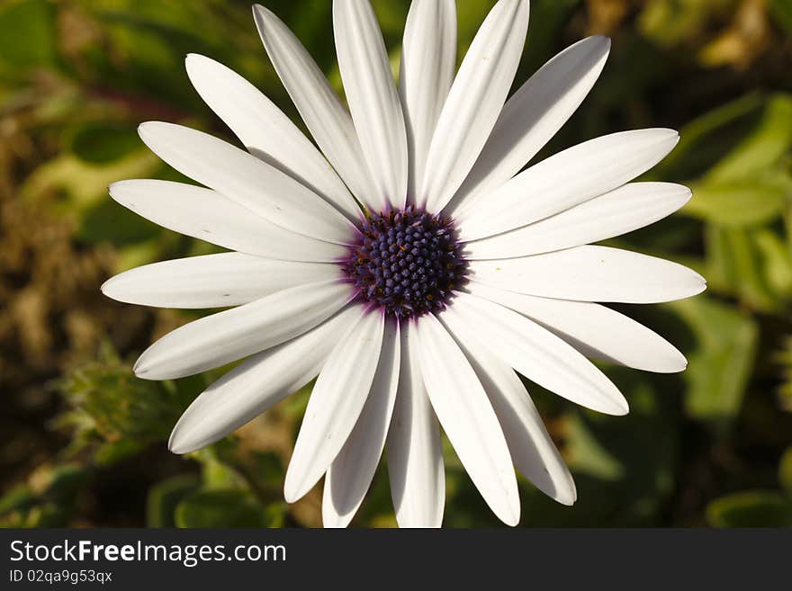 A close up of a beautiful white gerbera. A close up of a beautiful white gerbera