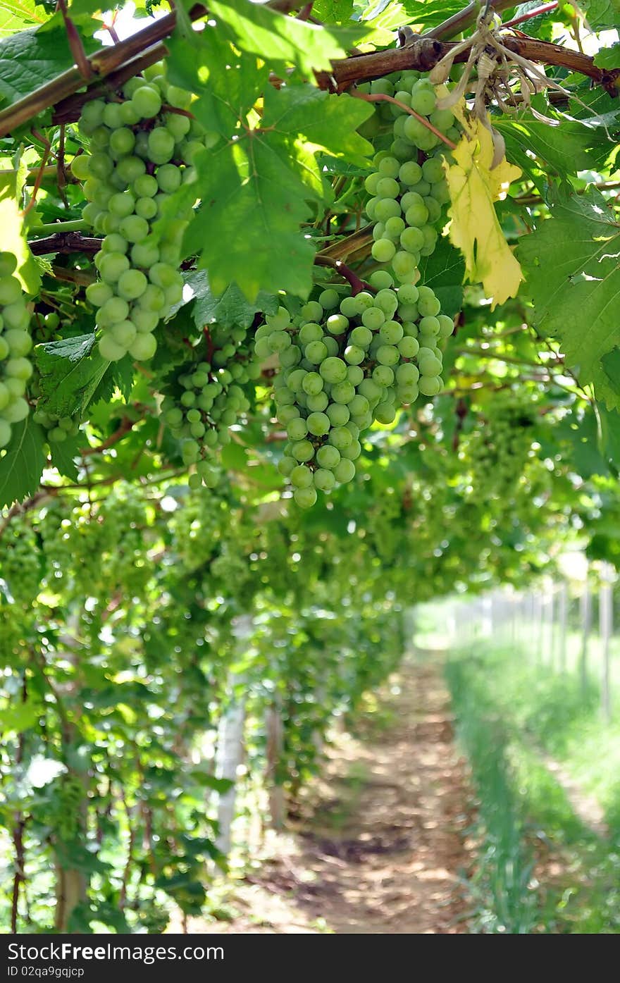 Grapes Hanging from a Vine