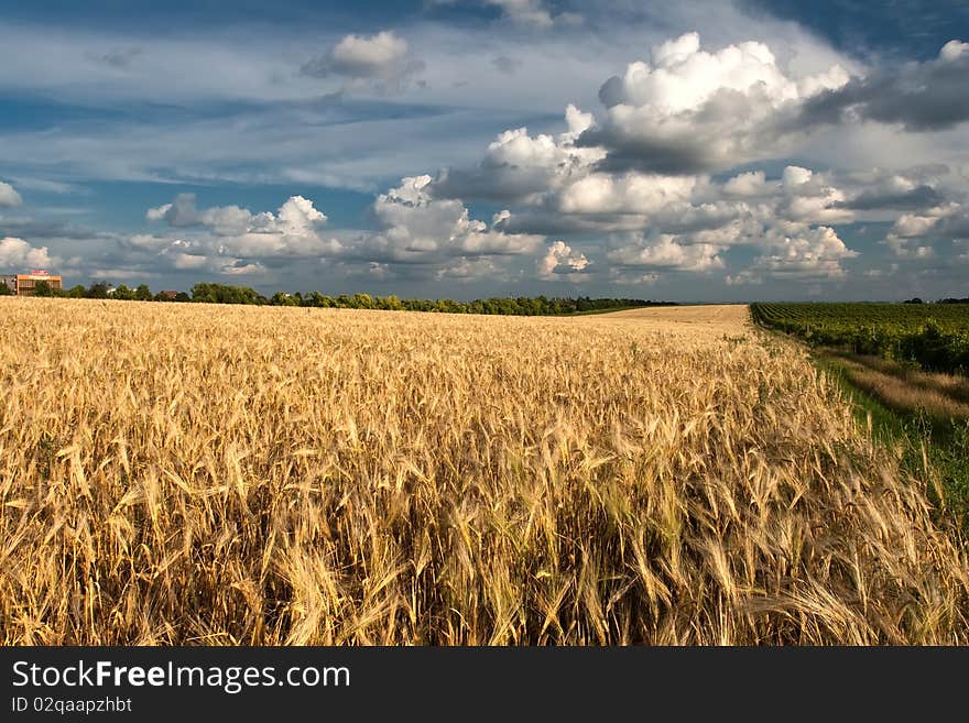 Landscape of a chain with wheat and clouds. Landscape of a chain with wheat and clouds