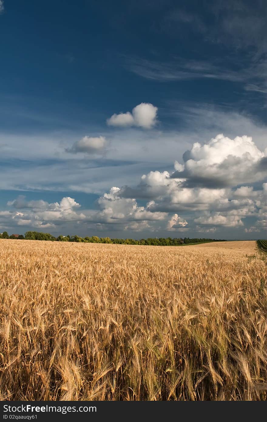 Landscape of a chain with wheat and clouds. Landscape of a chain with wheat and clouds