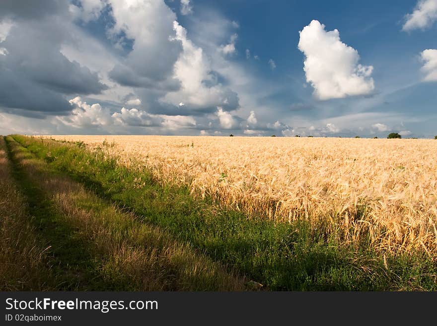 Landscape of a chain with wheat and clouds. Landscape of a chain with wheat and clouds