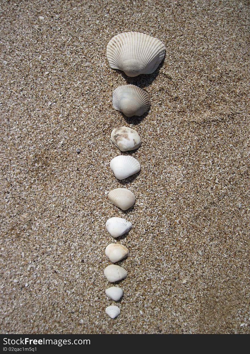 Seashells on the beach