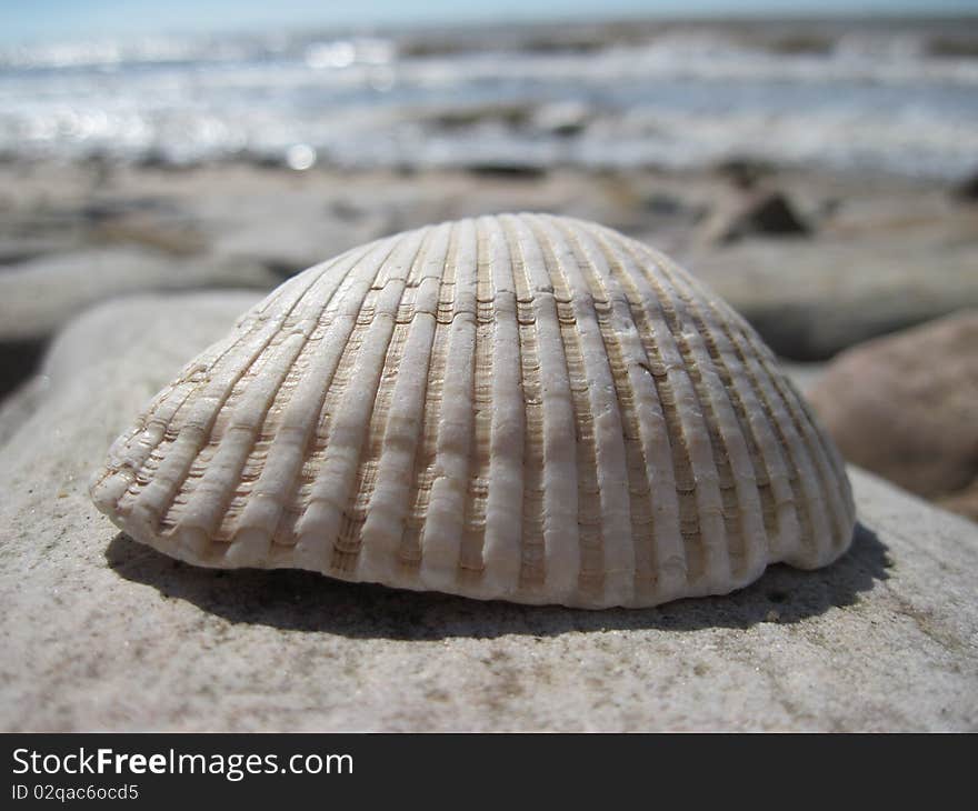 Seashell on a stone with the beach in the background