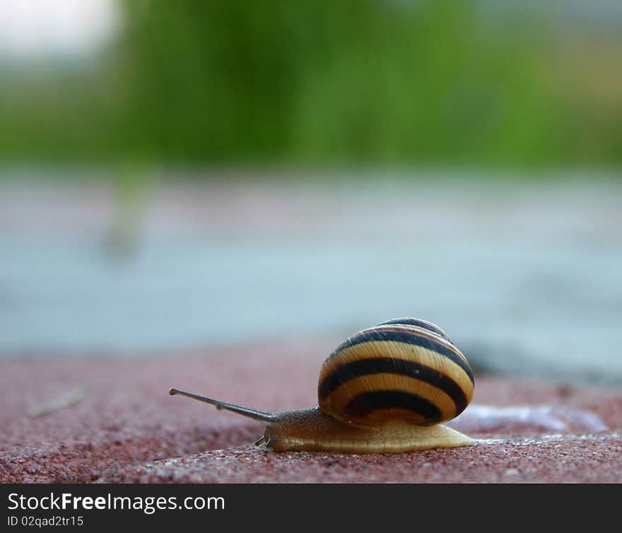 Lonely Snail