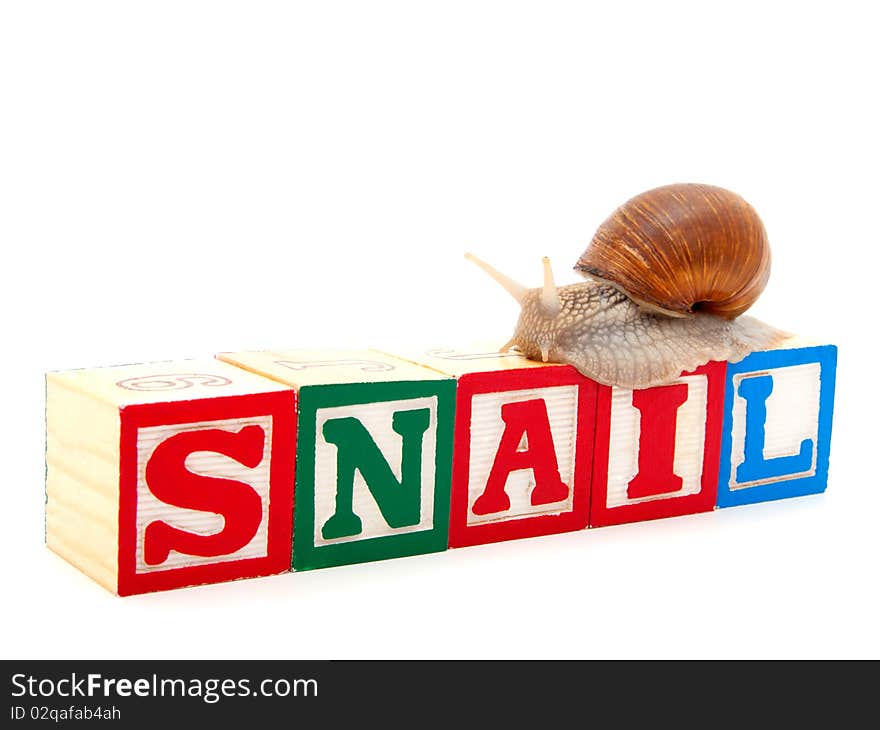 Wooden Blocks With Snail