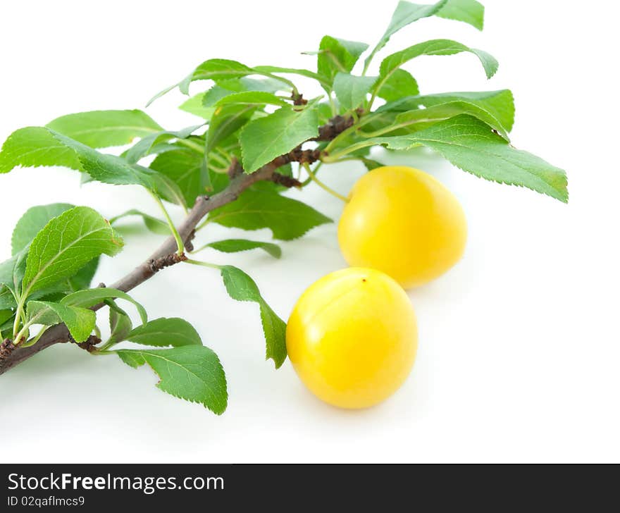 Branch of a cherry plum with a berry on a white background.