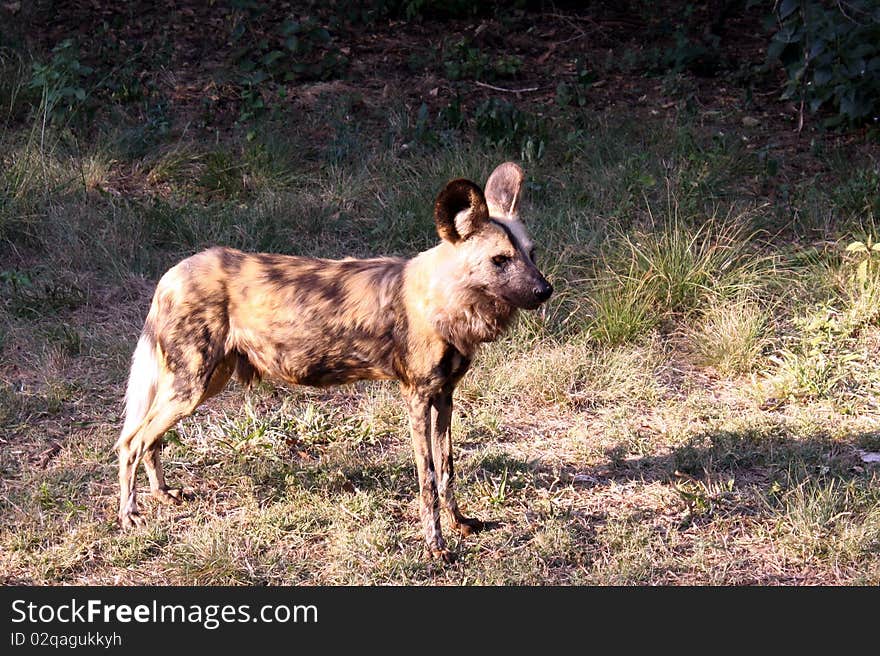 A Wilddog stands in the sun. A Wilddog stands in the sun.