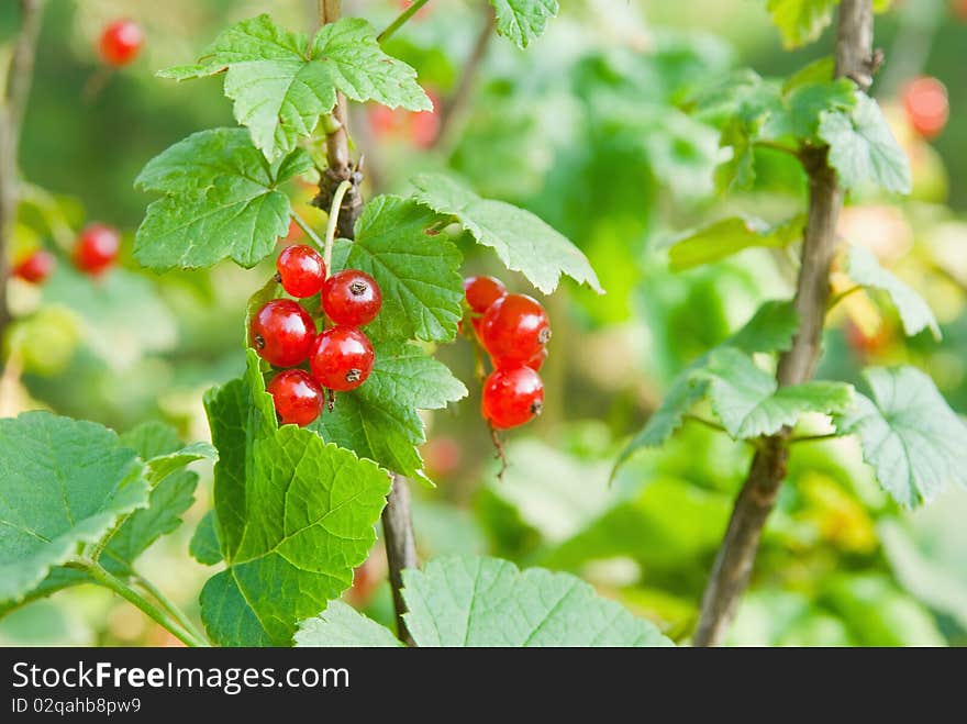 Red currants on branch and leaves