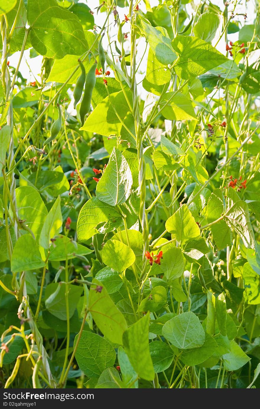 Pods and the flowers of the bean. Pods and the flowers of the bean