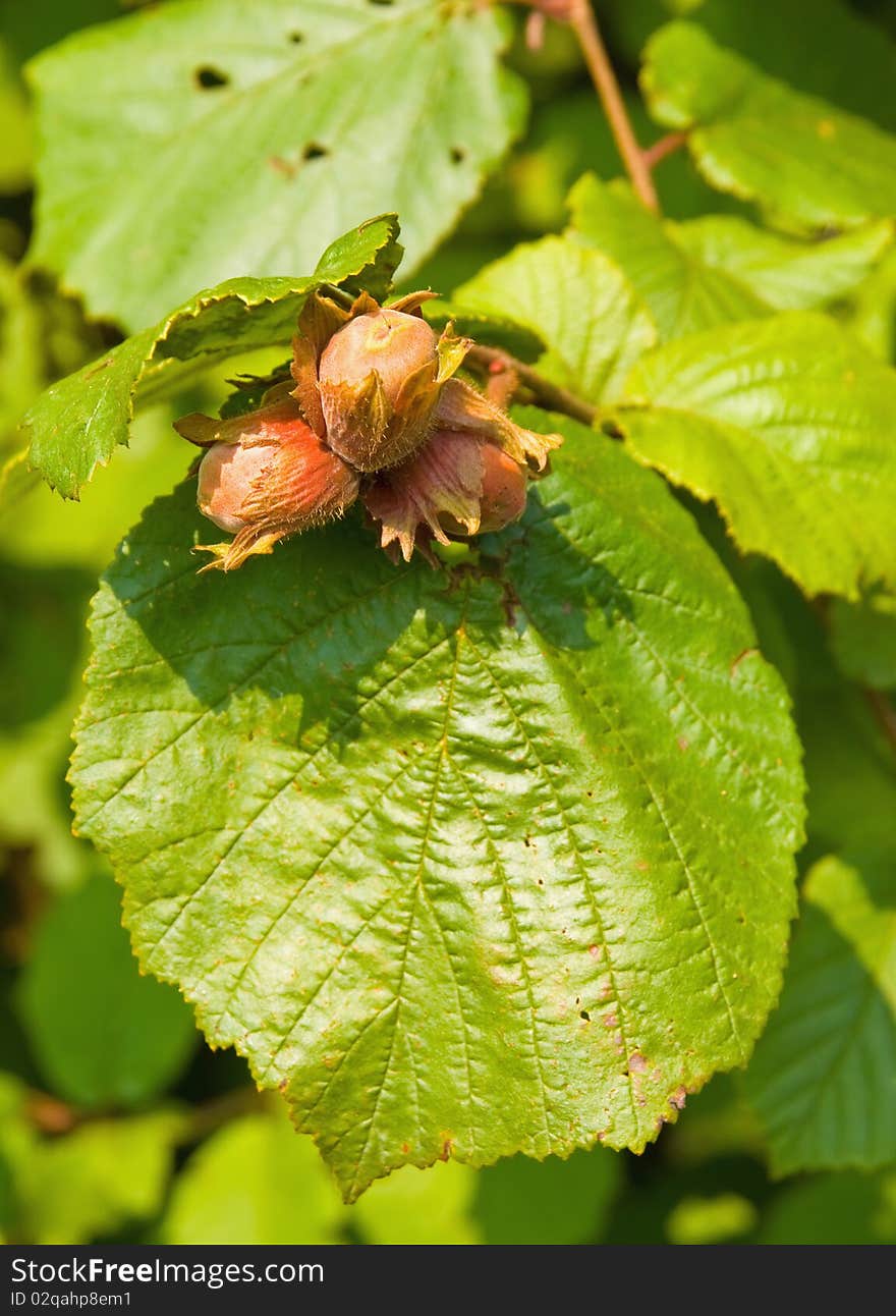 Three nuts on branch