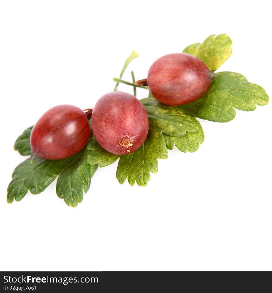 Red Gooseberries On Leaves