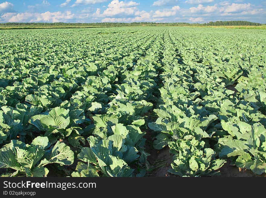 A field of cabbages in the middle of summer. Headed cabbages begin to curl. A field of cabbages in the middle of summer. Headed cabbages begin to curl.