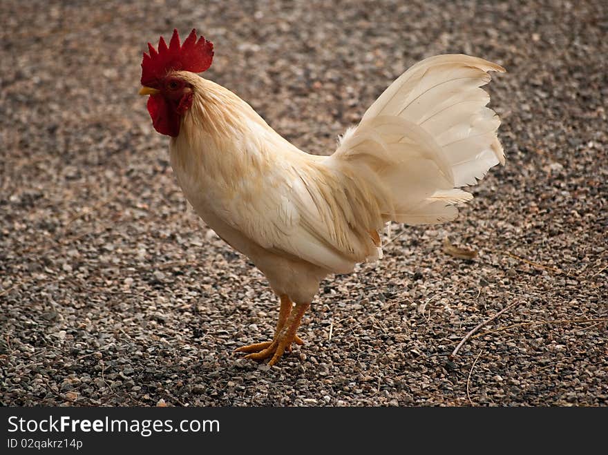 Side view of a healthy proud looking rooster