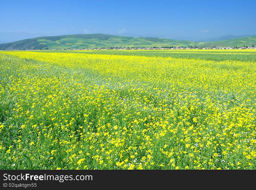 Every year in July,in China Qinghai Province ，one million acres blossom。. Every year in July,in China Qinghai Province ，one million acres blossom。