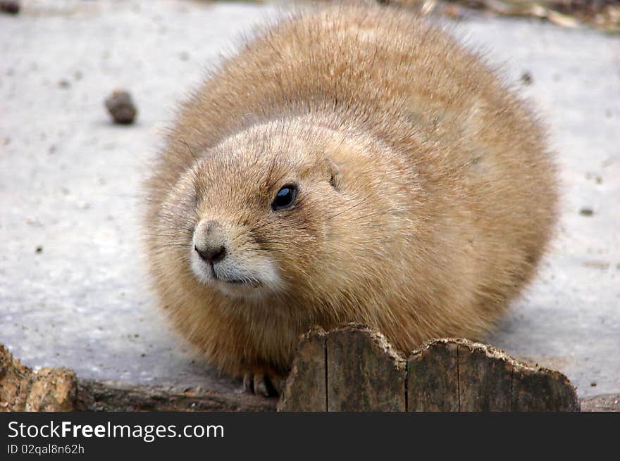 Portrait of a little cute prairiedog