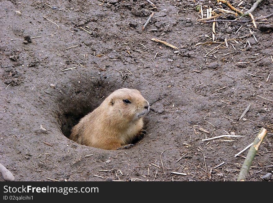 Portrait of a little cute prairiedog