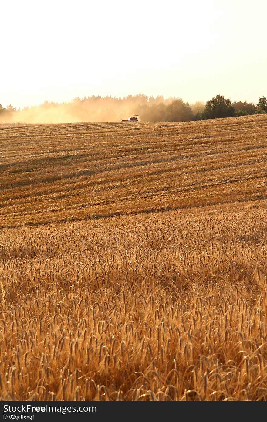 Harvest: Rye field with a combine harvester working in the background