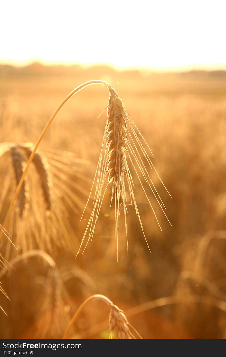 Field Of Cereal With An Ear Of Rye In Front