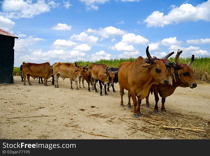 Oxes are working at sugar cane farm. Dominican Republic. Oxes are working at sugar cane farm. Dominican Republic.