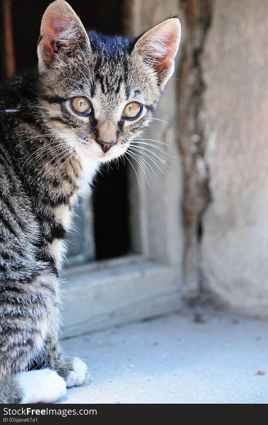 Little cat on the street