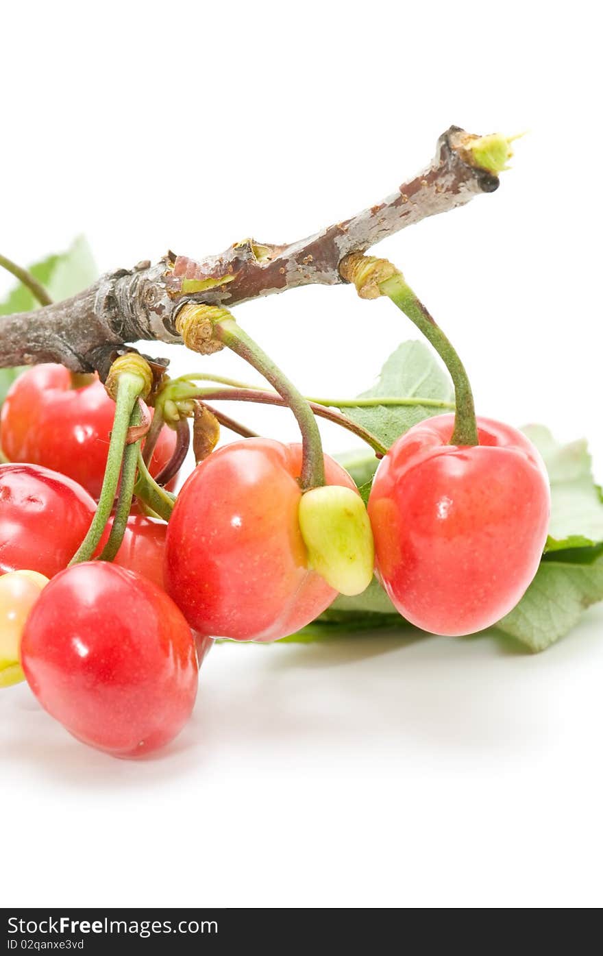 Very fresh cherries isolated on white background. Very fresh cherries isolated on white background