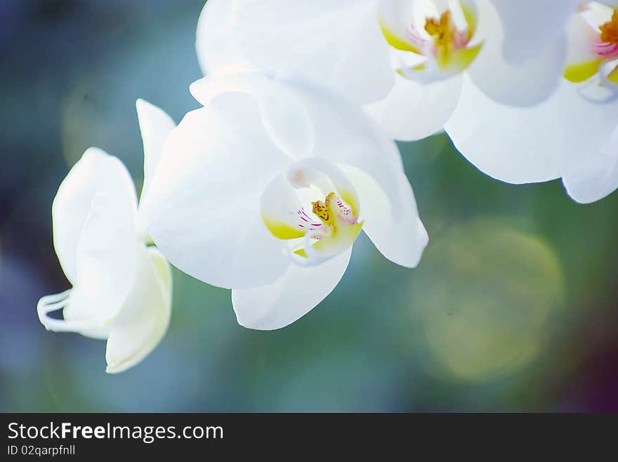 White orchid isolated on green background