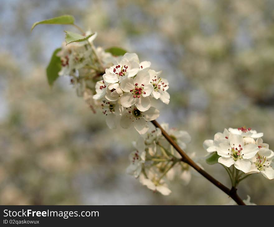 Cherry blossom Prunus yedoensis Matsum Rosaceae