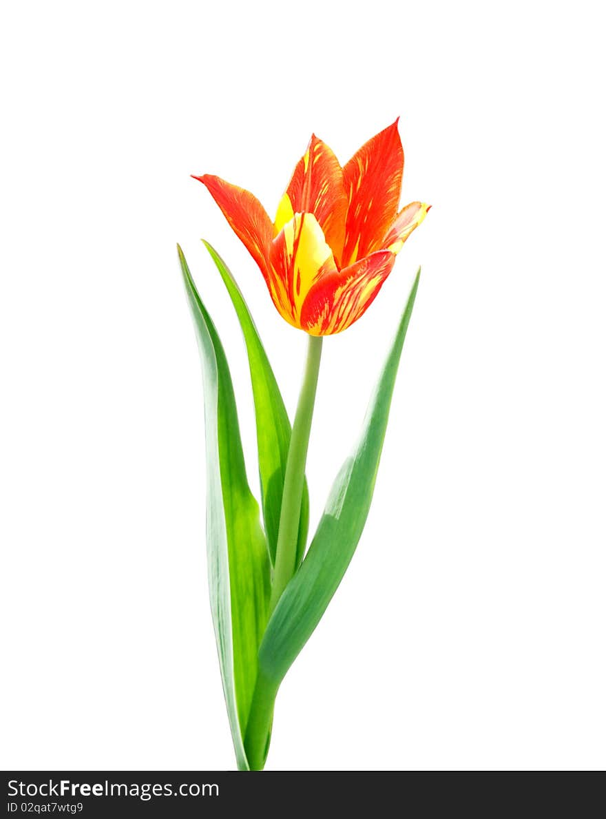 Red and yellow  tulip on white background