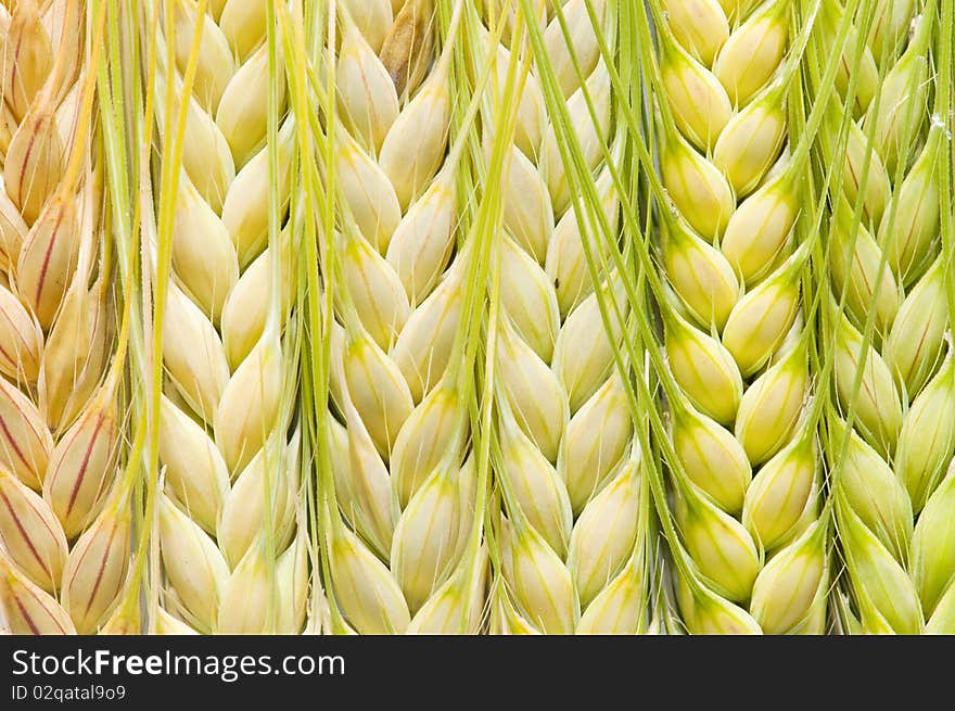 Ears of barley