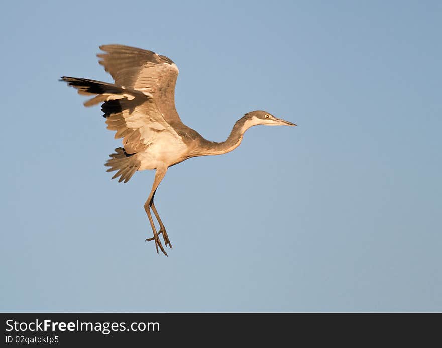 Black-headed Heron In Landing Pose