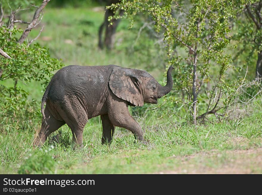 Elephant calf trumpeting