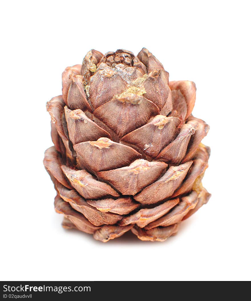 Great fir cone. Isolated on white background.