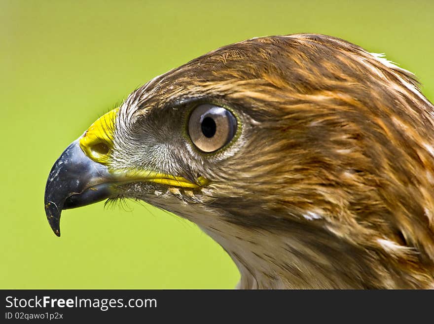 Common Buzzard Profile