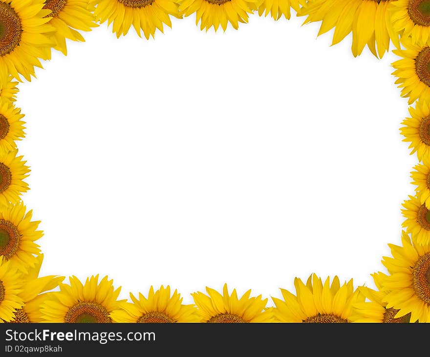 A frame (border) made of sunflower heads. A frame (border) made of sunflower heads