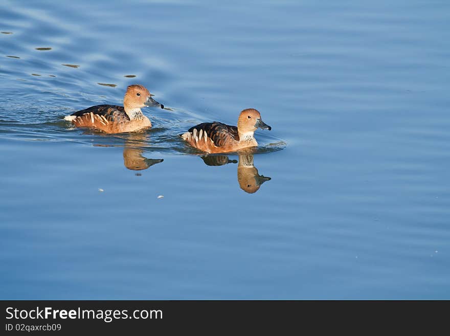 Vulvous ducks floating on a pond