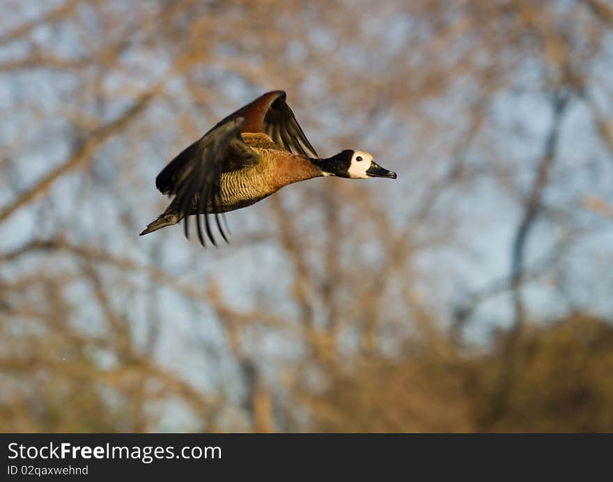 White-faced duck in full flight